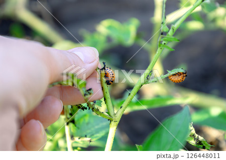 Farmer finding colorado potato beetle larvae on damaged potato plant 126448011