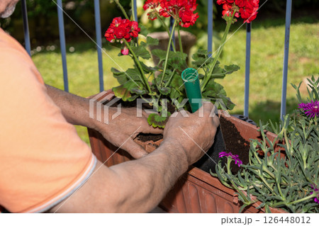 Gardener planting red geranium flowers in pot on balcony 126448012