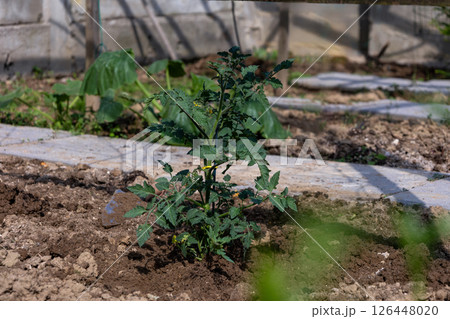 Young tomato plant growing in vegetable garden Young tomato plant growing in vegetable garden 126448020