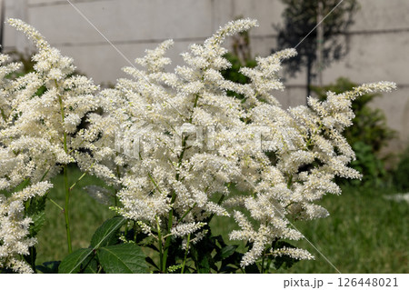 White astilbe flowers blooming in summer garden 126448021