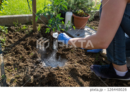 Gardener fertilizing tomato plant in vegetable garden Gardener fertilizing tomato plant in vegetable garden 126448026