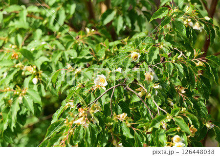 ひめしゃら 126448038