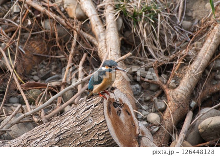 木の上のカワセミ 126448128