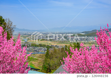 花桃と善光寺平【千曲市】 126448156