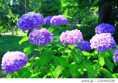 旧三井家下賀茂別邸(京都市左京区)庭園に咲くアジサイの花 旧三井家下賀茂別邸(京都市左京区)庭園に咲くアジサイの花 126448190
