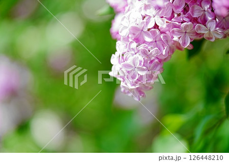 ピンク色のライラックの花が可愛い 126448210