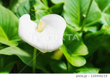 白いカラーの花 126448219