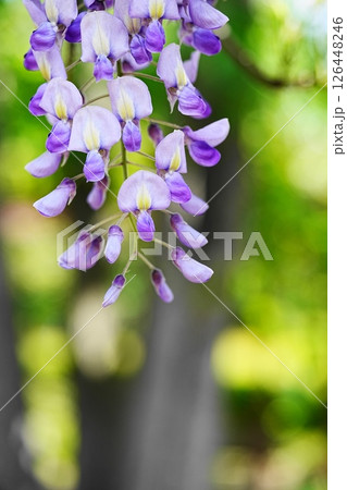 藤の花のある風景 藤の花のある風景 126448246