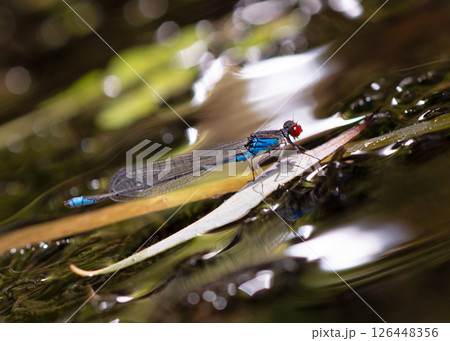red-eyed damselfly Erythromma najas sitting on a plant water river red-eyed damselfly Erythromma najas sitting on a plant water river 126448356