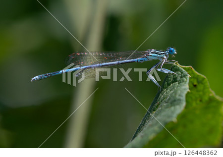 blue-tailed damselfly or common bluetail Ischnura elegans sitting on a leaf 126448362