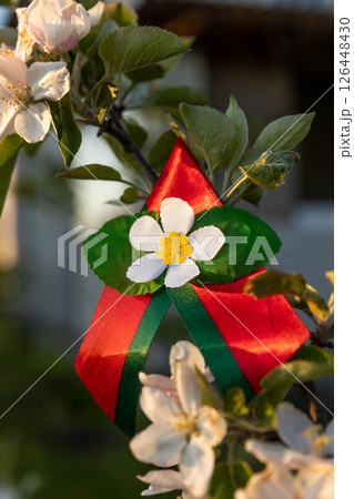 Apple flower ribbon with flag of Belarus, red and green colors, during Belarus Independence Day Apple flower ribbon with flag of Belarus, red and green colors, during Belarus Independence Day 126448430