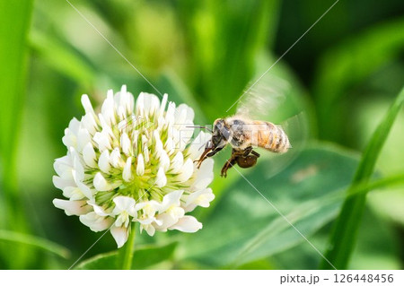 シロツメクサの蜜を吸うミツバチ 126448456