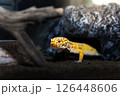 レオパードゲッコーが家から出てくるところ 126448606