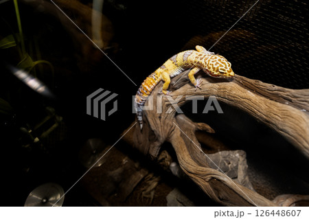 レオパードゲッコーが木に登っているところ 126448607