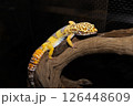 レオパードゲッコーが木に登っているところ 126448609