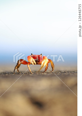 カニ カニ 126448755
