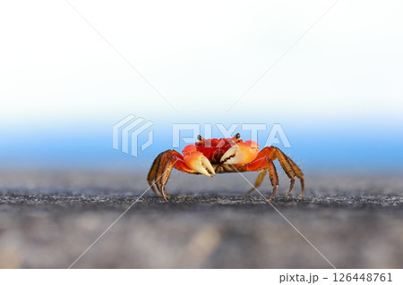 カニ 126448761