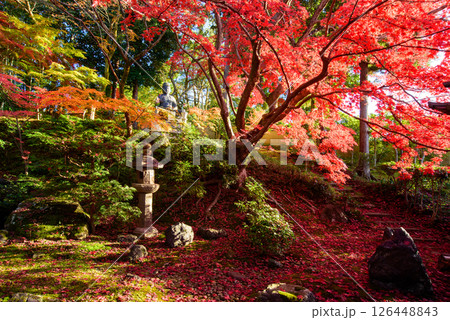 紅葉のある風景　栄摂院 126448843