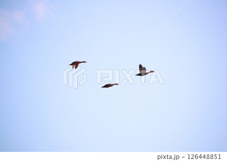 日本庭園の川鵜 126448851