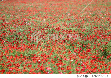 シャーレ―ポピーの花（千葉県 あけぼの山農業公園） 126448893