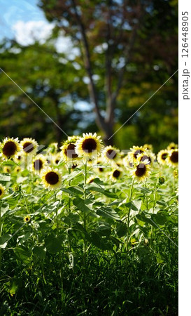 夏の花のある風景 126448905
