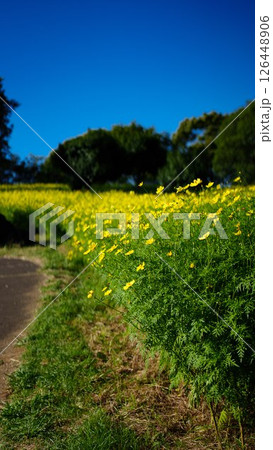 菜の花が咲く小道 126448906