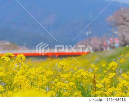 川原の菜の花 126448918