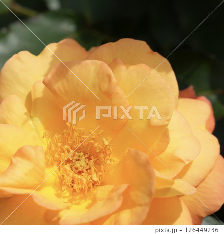 元気なオレンジ色のバラ　アップ 126449236