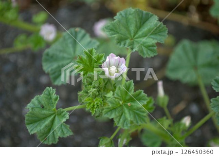 初夏に咲くアオイ科の小さな花 126450360