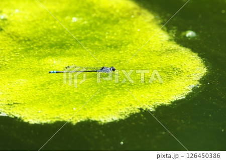 池に浮かぶ藻の上にとまるクロイトトンボ 126450386