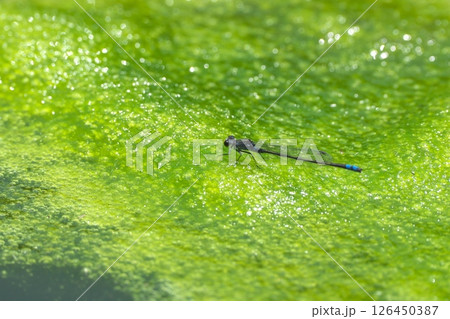 池に浮かぶ藻の上にとまるクロイトトンボ 126450387