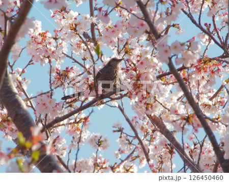 桜とヒヨドリ 桜とヒヨドリ 126450460