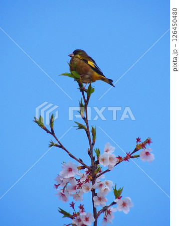 桜とカワラヒワ 桜とカワラヒワ 126450480