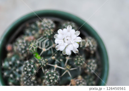 Gymnocalycium damsii v tucavocense, gymnocalycium damsii ssp or cactus or cactus flower Gymnocalycium damsii v tucavocense, gymnocalycium damsii ssp or cactus or cactus flower 126450561