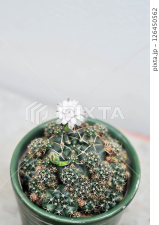 Gymnocalycium damsii v tucavocense, gymnocalycium damsii ssp or cactus or cactus flower 126450562