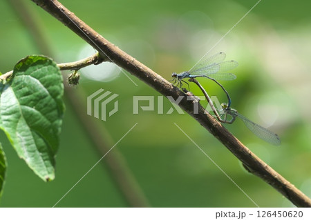 クロイトトンボの交尾 126450620