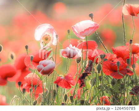 赤いポピーの花 赤いポピーの花 126450785