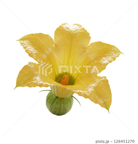Vibrant Yellow Zucchini Blossom with Developing Squash, Ready for Harvest 126451270