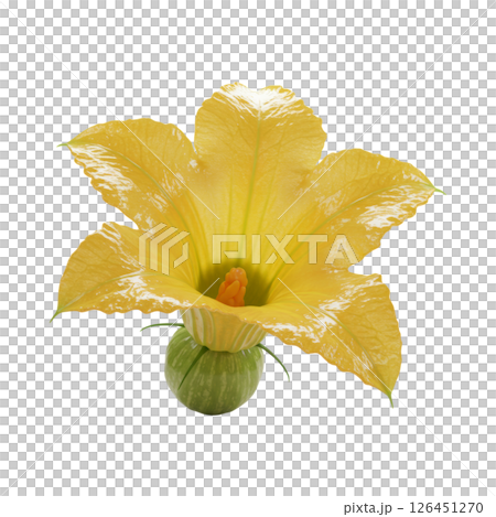 Vibrant Yellow Zucchini Blossom with Developing Squash, Ready for Harvest 126451270