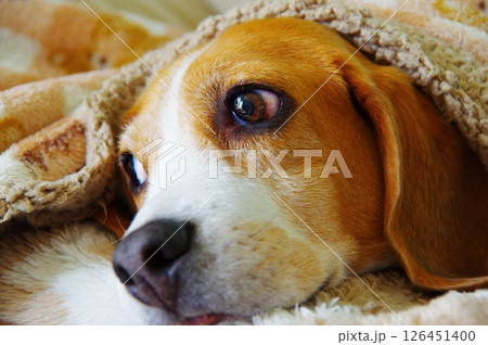 ビーグル犬 ビーグル犬 126451400