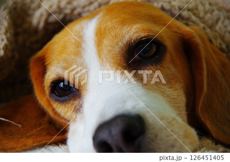 ビーグル犬 126451405