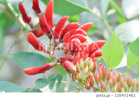 Erythrina fusca Lour, Coral tree or Swamp Erythrina or FABACEAE 126451462
