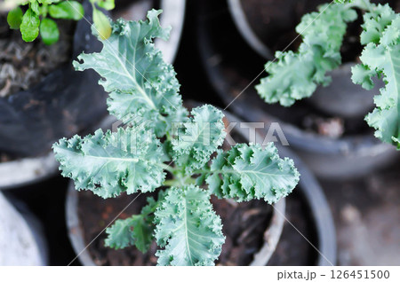 Kale , Brassicaceae or Brassica Oleracea plant 126451500