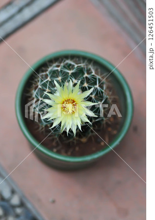 Thelocactus setispinus or Ferocactus hamatacanthus , Miniature Barrel Cactus flower or yellow flower or cactus flower 126451503