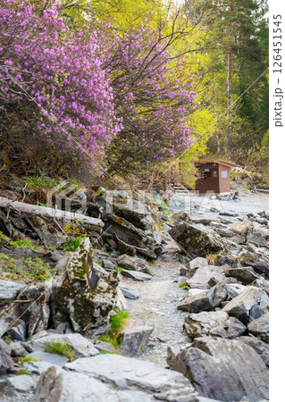 Blooming maralnik flowers in spring near Teletskoye lake Altai Russia. Vivid seasonal flora in wild mountain nature Blooming maralnik flowers in spring near Teletskoye lake Altai Russia. Vivid seasonal flora in wild mountain nature 126451545