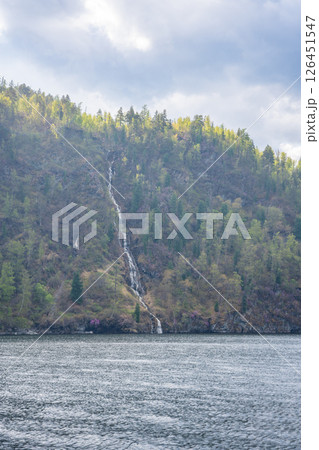 View from water on Teletskoye lake shore with trees, rocky cliffs, blooming maralnik, and waterfall. Scenic wild nature landscape in Altai Russia 126451547