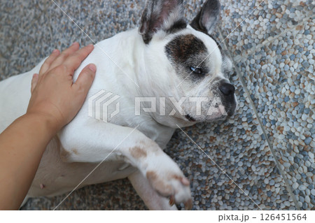 sleepy French bulldog or groping dog , tame dog or touching dog 126451564