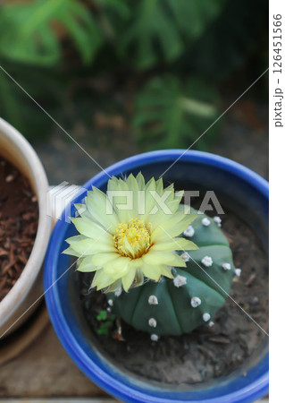 Astrophytum asteriias flower or cactus in the flower pot or Astrophytum or Astrophytum asteriias and flower 126451566