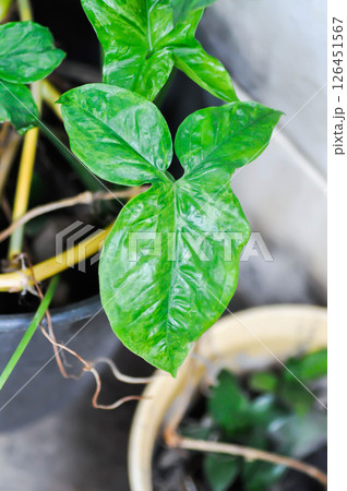 Syngonium podophyllum, Arrowhead Vine or Goosefoot Plant or Araceae or bicolor syngonium 126451567