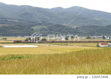 そば畑を駆け抜ける函館本線貨物　DF200　電気式ディーゼル機関車 126451606